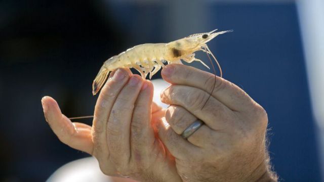Governor Kemp Names White Shrimp State's Official Crustacean