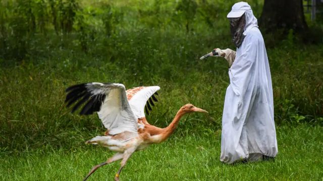 Muppet-Named Whooping Crane 'Animal' Captured in Dramatic Rescue Operation in Wilmette